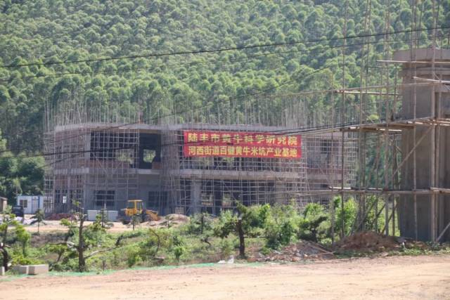 陸豐市黃牛科學研究院正在建設施工