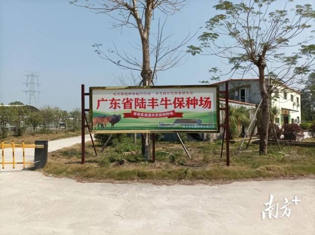 陸豐黃牛保種場