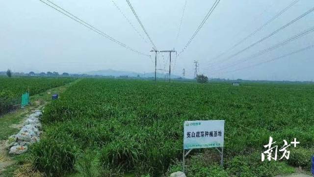 茭白種植基地景觀。