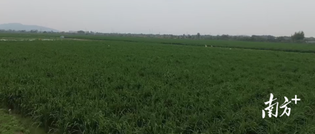 海豐縣附城鎮(zhèn)圓山村一帶種植的茭白。