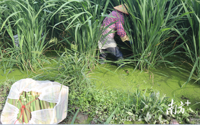 來自湖南的茭農(nóng)正在采收茭白。