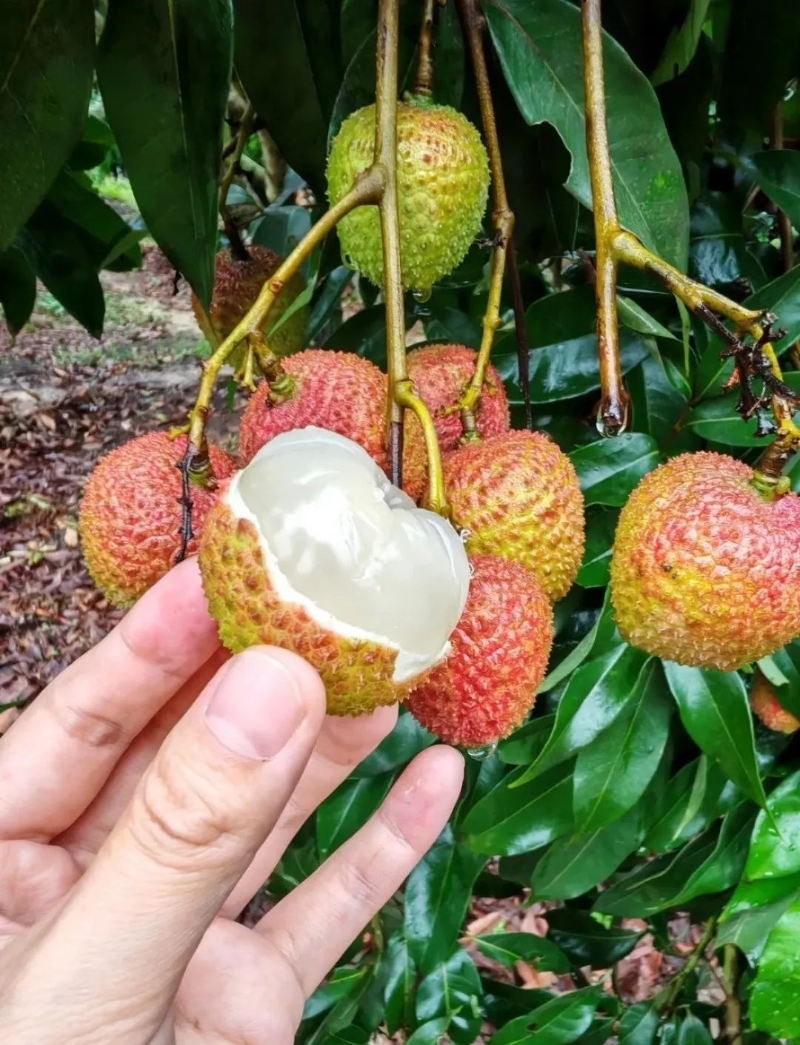 已編輯圖片
