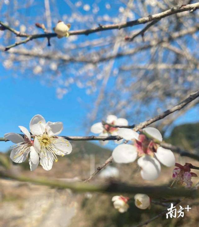 南萬(wàn)梅花
